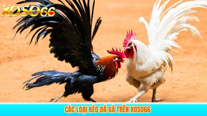 Các loại kèo đá gà trên Xoso66
