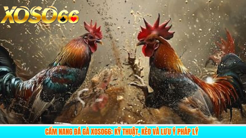 Xoso66 là gì? Điểm khác biệt so với các nền tảng khác