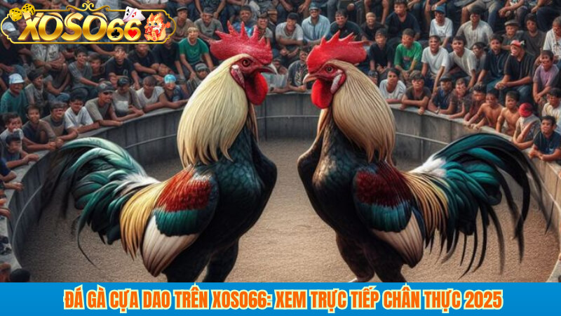 Đá gà cựa dao trên xoso66: xem trực tiếp chân thực 2025