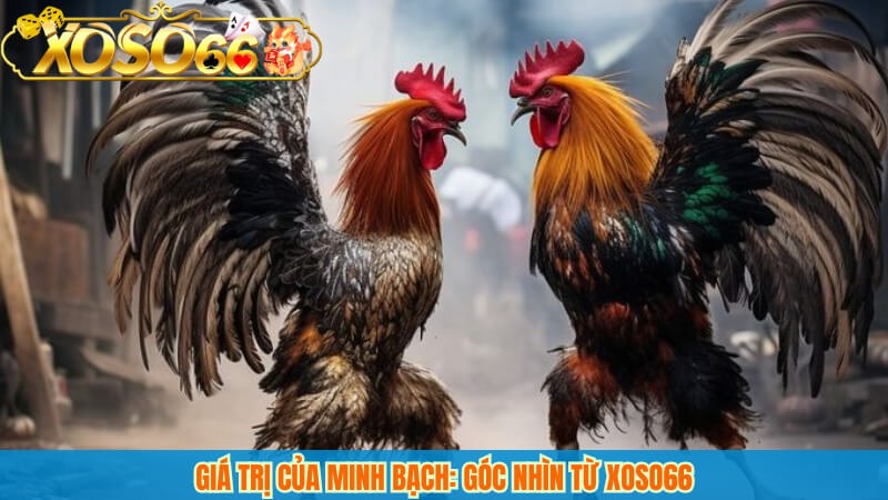 Giá trị của minh bạch: góc nhìn từ xoso66