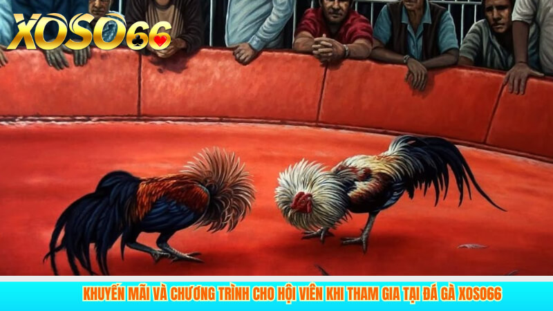 Khuyến mãi và chương trình cho hội viên khi tham gia tại đá gà xoso66