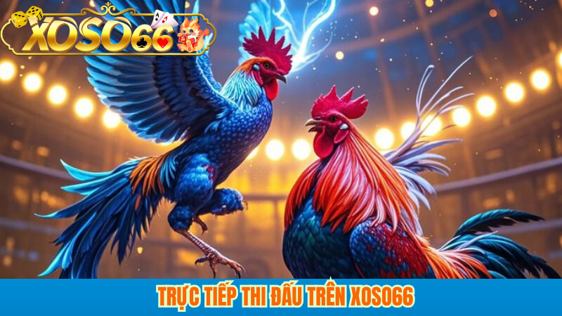 Trực tiếp thi đấu trên xoso66